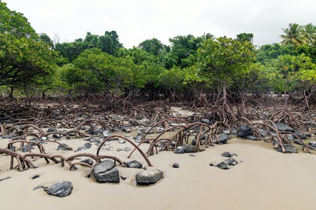 mangroves